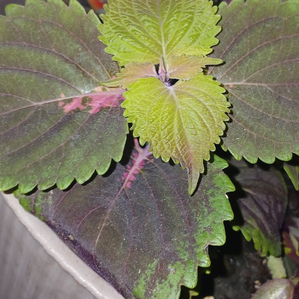 Vibrant Green and Purple Plant Hasta